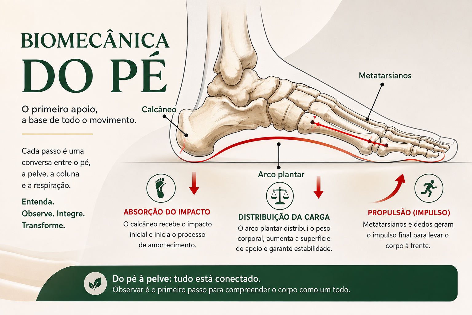 Ilustração da biomecânica do pé mostrando o calcâneo, o arco plantar e os metatarsianos, destacando as fases de absorção do impacto, distribuição da carga e propulsão durante a marcha e sua influência na postura e na pelve.